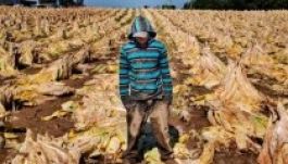 Gyerekek is dolgoznak az amerikai dohányföldeken