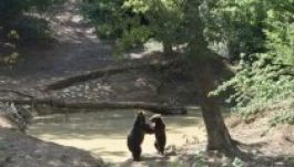 Gyermektábor létesítését tervezik a zernyesti medverezervátumban