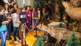 Egyéves a sepsiszentgyörgyi Vadászati Múzeum