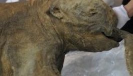 Bemutatja Ljubát, a mamutbébit a londoni Természettörténeti múzeum