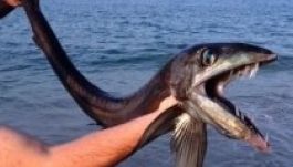 Ritka mélytengeri halszörny vetődött partra