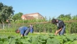 Kertészkedéssel készülnek egy jobb életre szatmári fiatalok