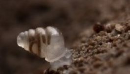 Kiválasztották az elmúlt év legkülönlegesebb új fajait (GALÉRIA)