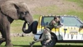 Szafari parki elefánt selfiezett „saját ormányúlag”