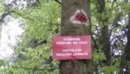 Megelégelték a medvéket Tusnádfürdőn