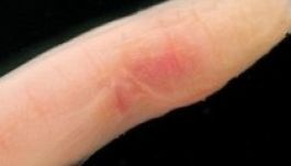 Péniszre hasonlító halat fedeztek fel Amerikában