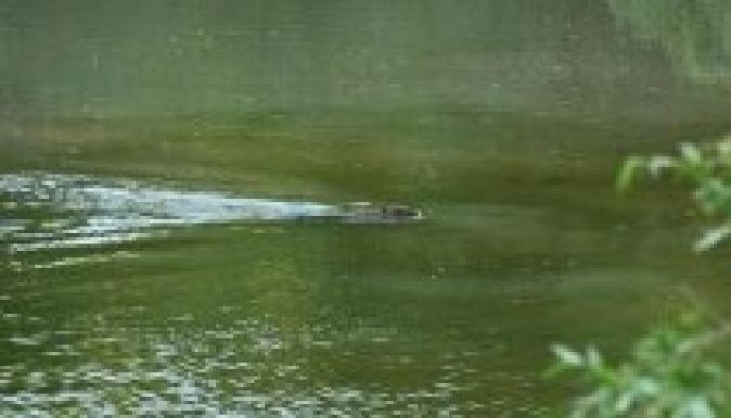 Visszatért az egykor őshonos hód a Duna-deltába (VIDEÓ)