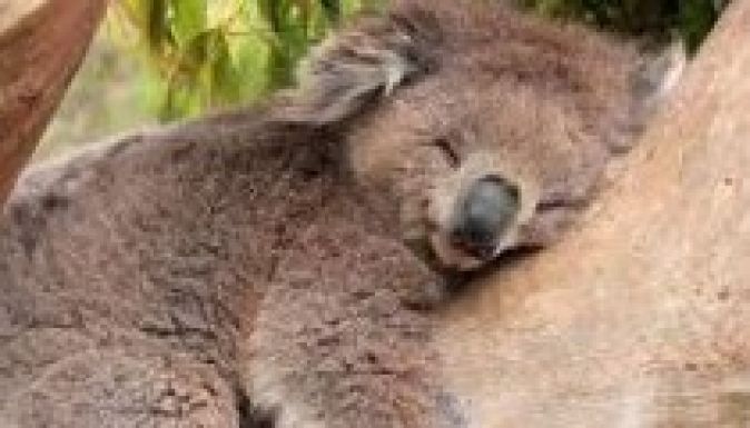 Ezért ölelgetik a koalák a fákat