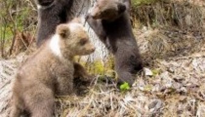 Három árvával gazdagodott a Hargita megyei medvebocsnevelde