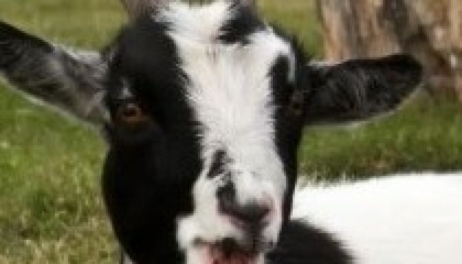 Az életét áldozta egy kecskéért egy Buzău megyei férfi