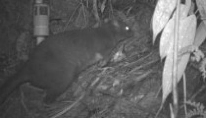 Új fajokat találtak Pápua Új-Guineában