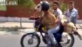 Iránban ügyelnek a kecskék biztonságára (VIDEÓ)