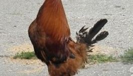 Kakasszóra ébrednek a kanadai katonák Aranyosgyéresen