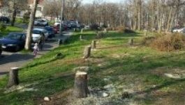 A parlament alsóháza is megszavazta fakivágás-törvényt