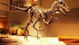 Dinoszaurusz-csempészt ítéltek börtönre