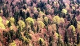 A glóbusz fáinak fele veszélyben van