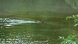 Visszatért az egykor őshonos hód a Duna-deltába (VIDEÓ)