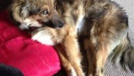 Brit sajtó: Romániában megkínzott kutya kapott menedéket Angliában