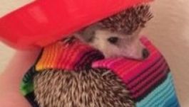 Az internet sztárja lett Biddy, a világutazó sün (GALÉRIA)