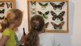 Még egy hónapig látható a rovarkiállítás Szentgyörgyön