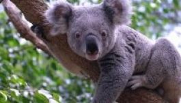 Nem félelemből másznak fára a koalák