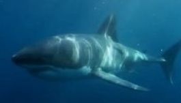 Megevett „valami” egy fehér cápát