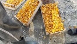 Kezdődik a gombamérgezések szezonja