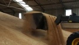 Rekordmennyiségű lesz idén a búzatermés