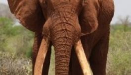 Megölték a világ legnagyobb elefántját