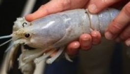 Kiderült, hogy a rákok is érzelmesek