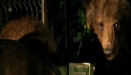 Befogtak egy kukázó medvecsaládot Tusnádfürdőn