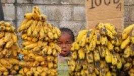 Szuperbanán javíthat milliók egészségén Afrikában