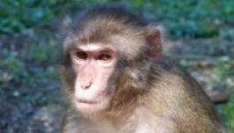 Elszökött öt majom a marosvásárhelyi állatkertből