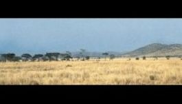 KISEBBSÉGBEN: Egy kisebbség további kisebbsége