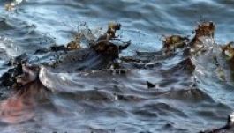 Az európai vizek vegyi szennyezettsége magasabb a véltnél