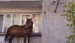 Új meghatározása van az istállónak Romániában (FOTÓ)