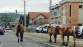 Baktató lovak Kolozsvári egyik sugárútján (FOTÓ)
