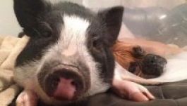 Identitászavaros kismalac él Coloradóban (GALÉRIA)