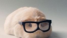 Booboo és barátai a legcukibb tengerimalacok (GALÉRIA)