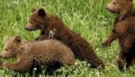 Székelyföldön nevelik fel a három árva szerbiai medvebocsot