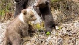 Három árvával gazdagodott a Hargita megyei medvebocsnevelde