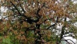 Kéregrák pusztítja a nagybányai szelídgesztenye-ültetvényt