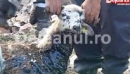 Szurokba zuhant juhokat mentettek meg, a pásztor mégis levágja őket