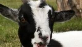 Az életét áldozta egy kecskéért egy Buzău megyei férfi