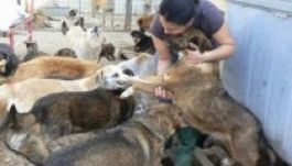 Bírósági döntés: le kell állítani a kóbor kutyák elaltatását