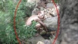 Valódiak a kínai szörnyszülöttről készült fotók