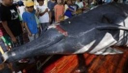 Iskolások előtt daraboltak fel egy bálnát