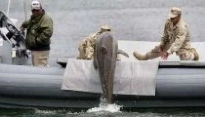 Visszakövetelik az oroszoktól harci delfinjeiket az ukránok