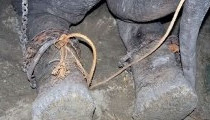 Örömében sírt az 50 éves rabságból kiszabadított elefánt