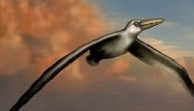 Összerakták a valaha élt legnagyobb ősmadár csontvázát